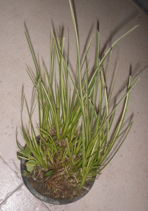 植物金钱撅的图片