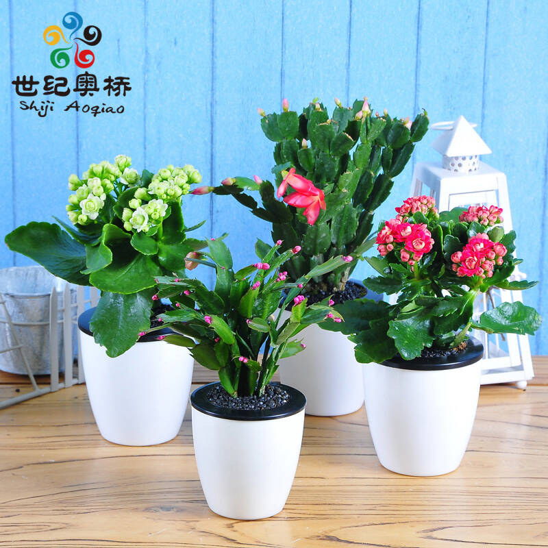 室内盆栽花草图片大全