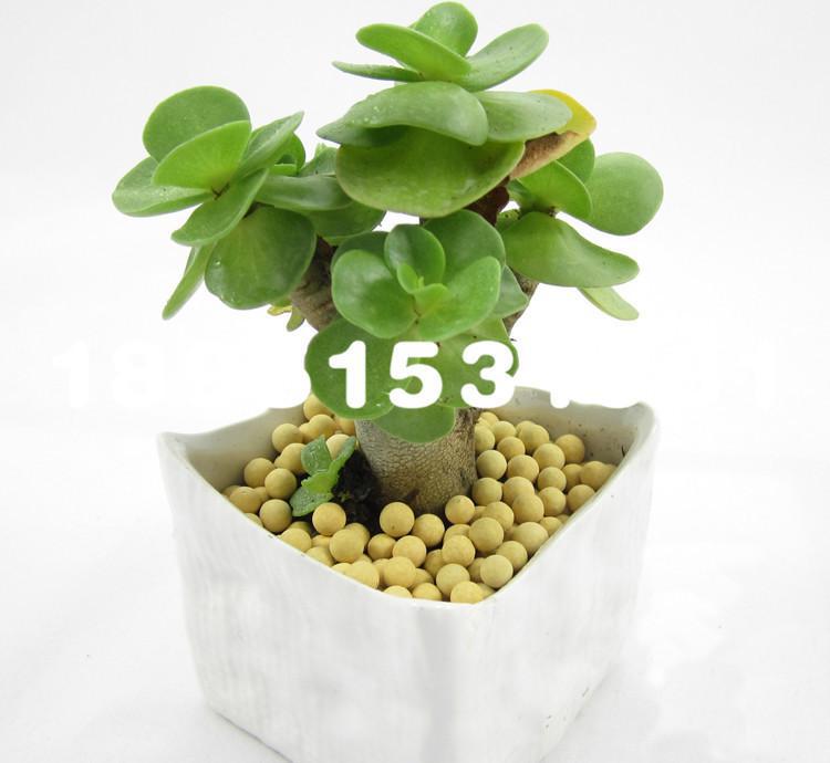 植物金钱撅的图片