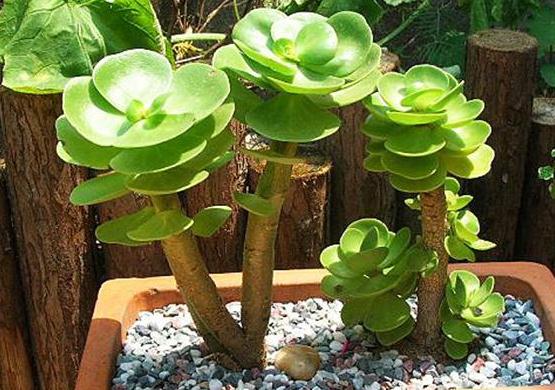 植物金钱撅的图片
