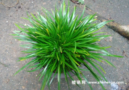 金钱蒲怎么养，6种养护方法