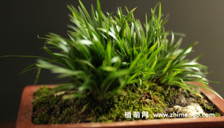 金钱蒲怎么养，6种养护方法