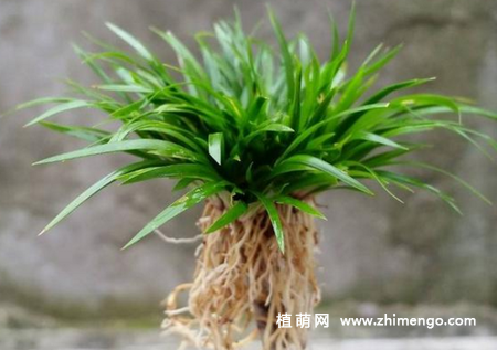 金钱蒲怎么养，6种养护方法