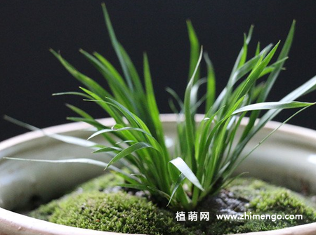 金钱蒲怎么养，6种养护方法