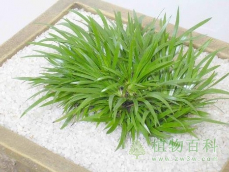 【认识金钱蒲】金钱蒲简介