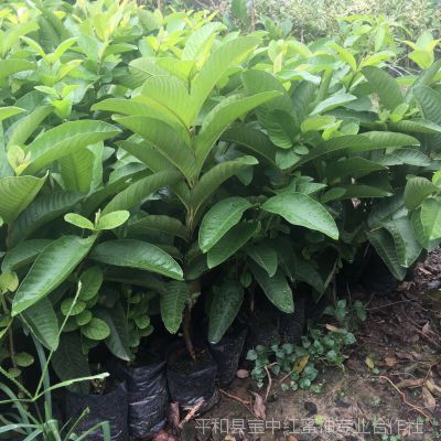 大叶红宝石植物图片