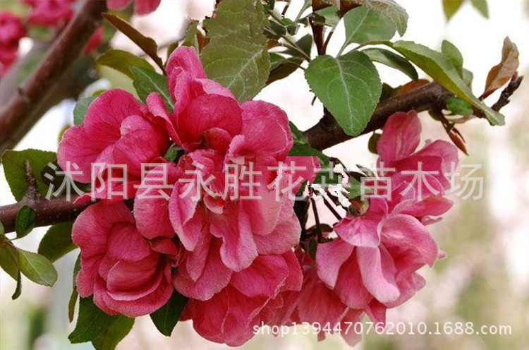 大叶红宝石植物图片