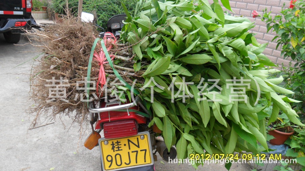 大叶红宝石植物图片