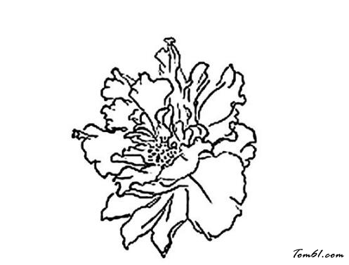 木槿花图片简笔画