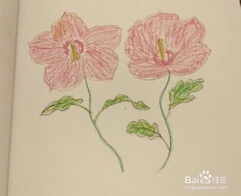 木槿花图片简笔画