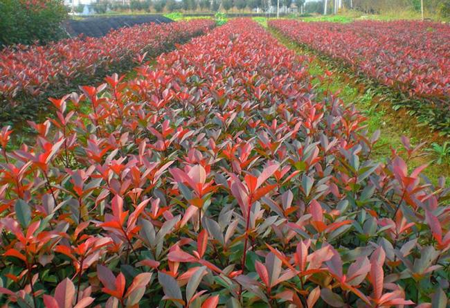 红叶石楠有哪些种植技巧？如何防治病虫害？