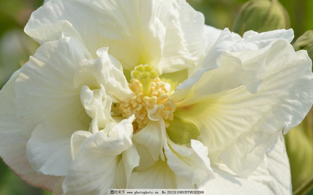 白色芙蓉花图片