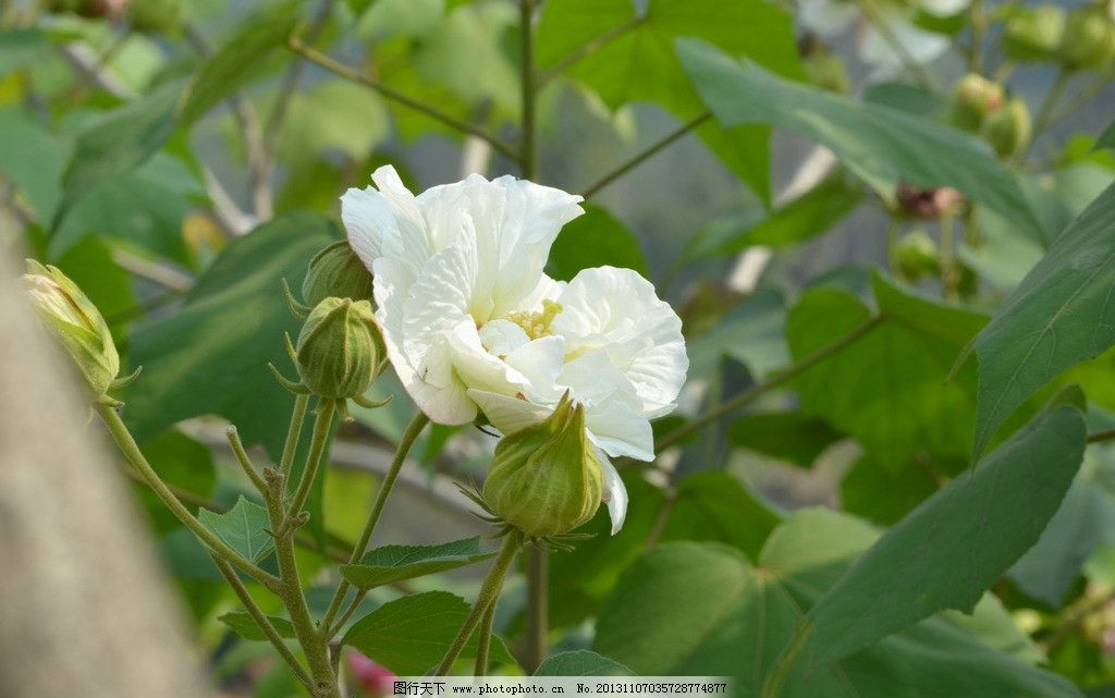 白色芙蓉花图片