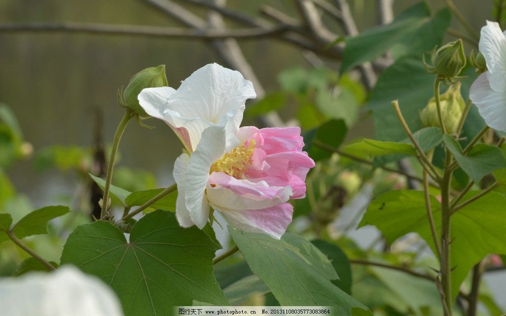 白色芙蓉花图片