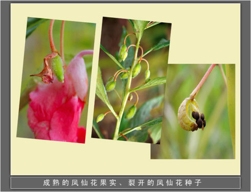 凤仙花图片种子图片