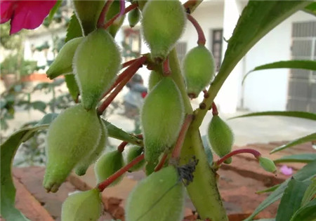 凤仙花图片种子图片