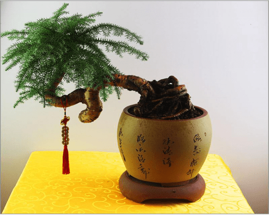 澳洲杉叶子能喷水吗？看完这些，一分钟解决澳洲杉养殖小问题！