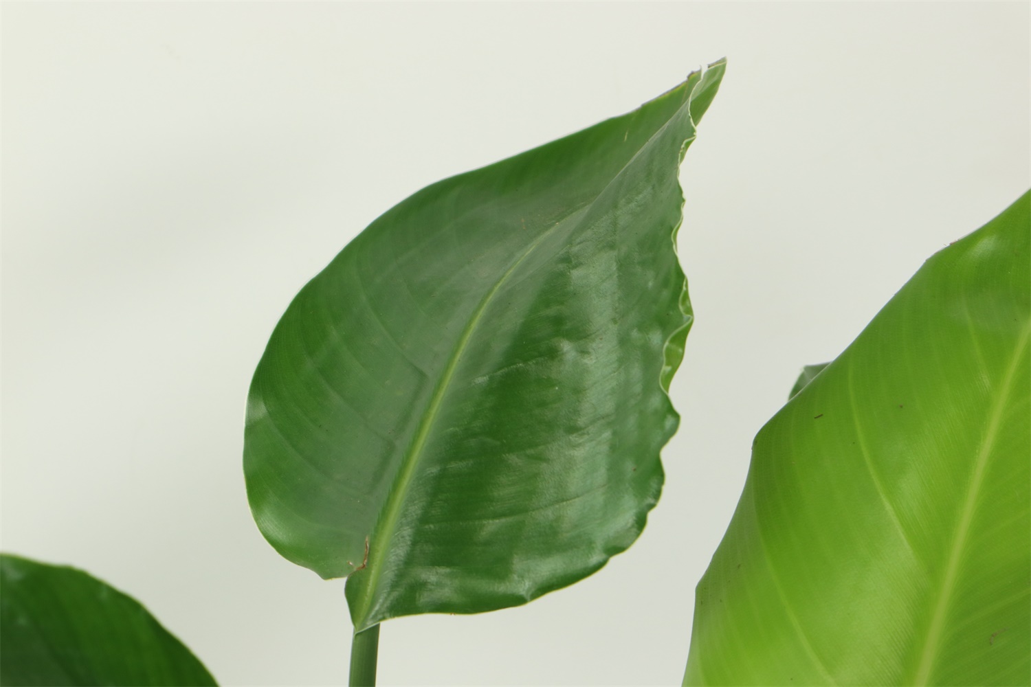 天堂鸟倒伏是什么原因