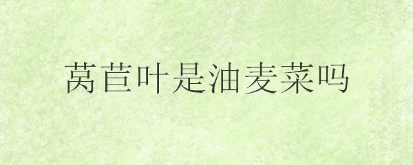 莴苣叶是油麦菜吗？
