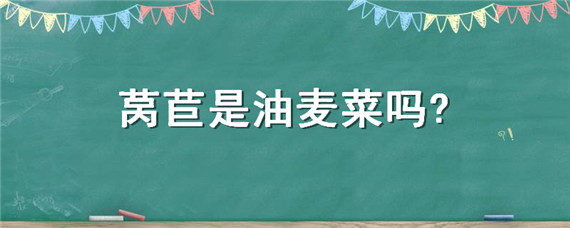 莴苣是油麦菜吗