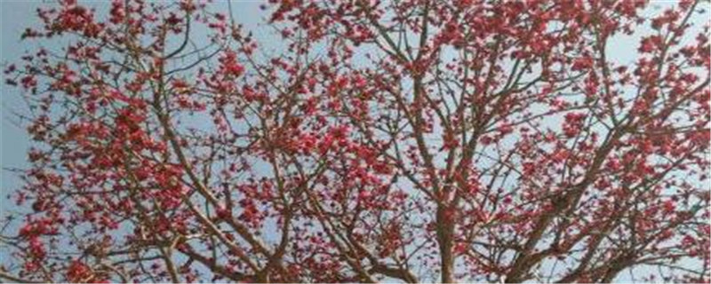 木棉花可以生吃吗