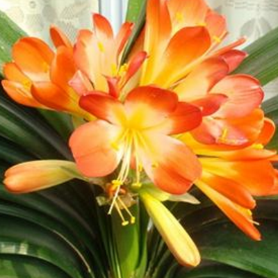 油烟机油养花的方法 可以养哪些花