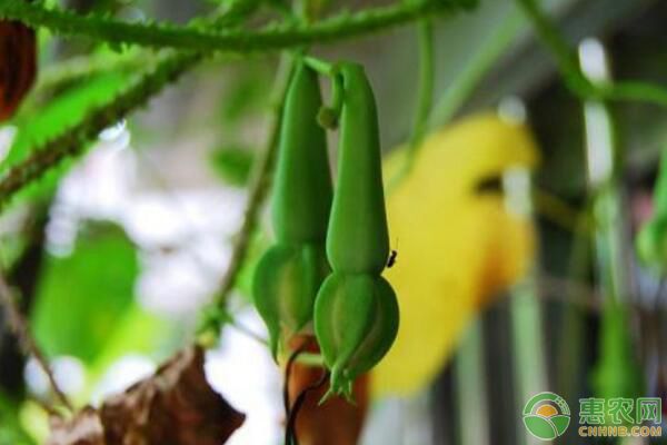 金丝指葫芦有哪些价值？可以盆栽种植吗？
