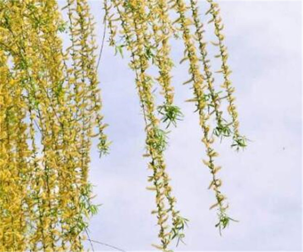 金丝柳与垂柳的区别 金丝柳种植技术
