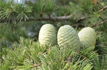 盐碱地雪松移植技术要点