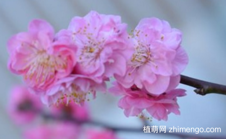 樱花有蓝色的吗？