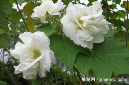 哪些花会变色？变色的花有哪些