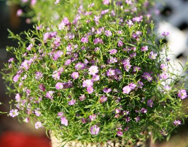 霞草叶子可以吃吗，霞草花朵会变色的吗