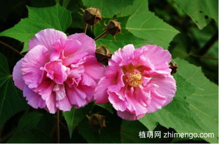 哪些花会变色？变色的花有哪些