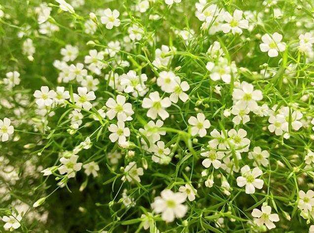 霞草叶子可以吃吗，霞草花朵会变色的吗