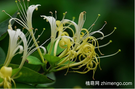 哪些花会变色？变色的花有哪些