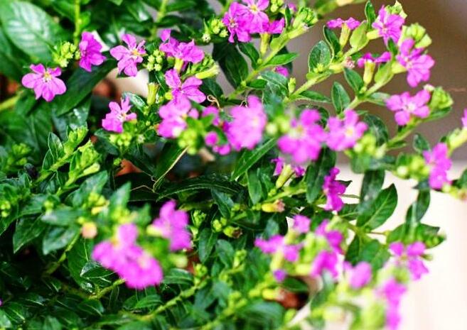 霞草叶子可以吃吗，霞草花朵会变色的吗