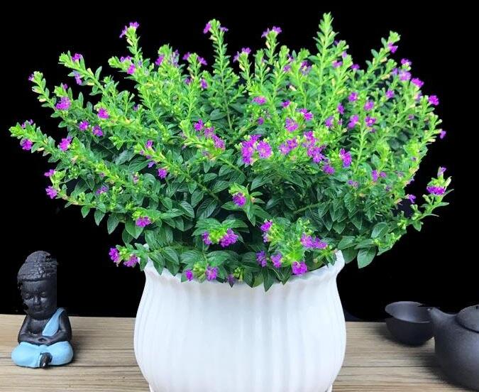 霞草叶子可以吃吗，霞草花朵会变色的吗