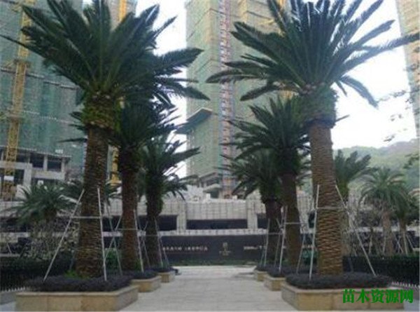 加拿利海枣树价格 加拿利海枣如何种植管理
