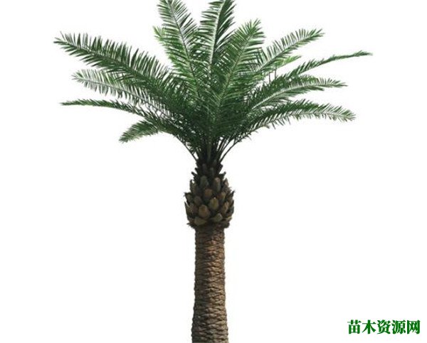 加拿利海枣树价格 加拿利海枣如何种植管理