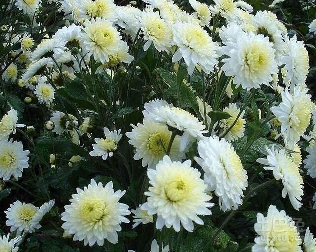 小编教你黄山贡菊种植方法