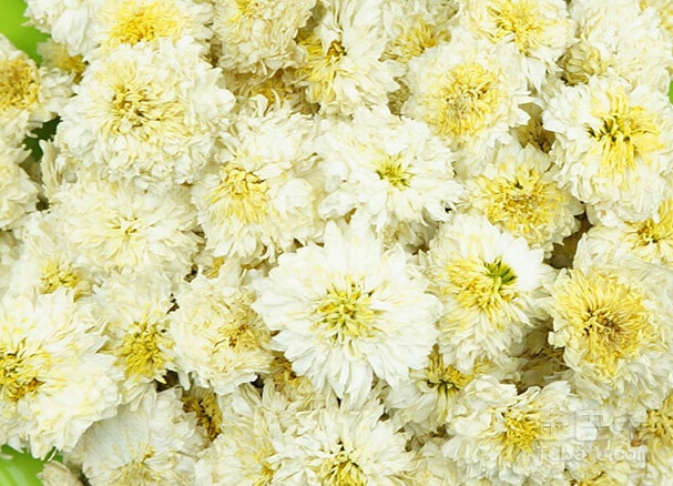 小编教你黄山贡菊种植方法