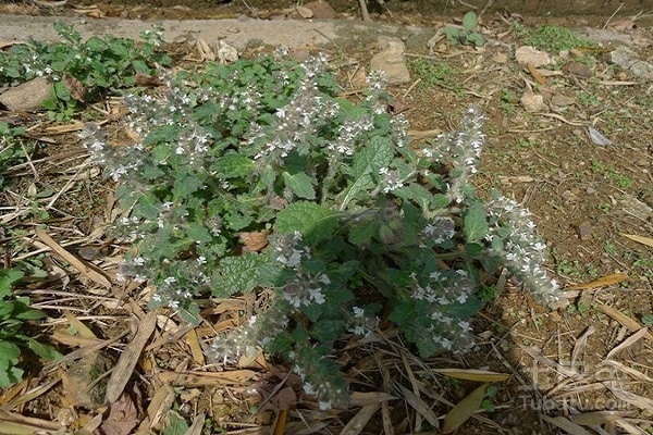 白毛夏枯草图片欣赏 白毛夏枯草药用功效和性状鉴别