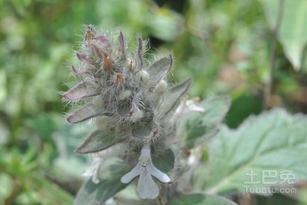 白毛夏枯草图片欣赏 白毛夏枯草药用功效和性状鉴别
