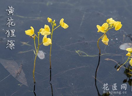 黄花狸藻形态特征以及生态习性
