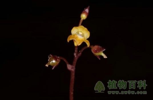 【认识细叶狸藻】细叶狸藻简介