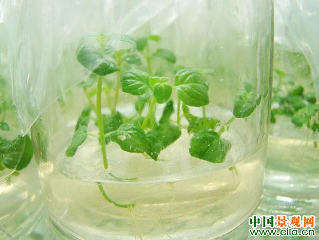 探究植物组培脱毒技术及对花卉的影响