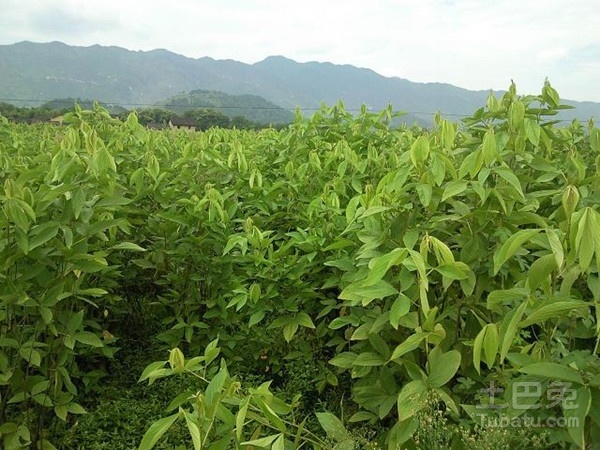 千斤拔图片赏析及其种植技术介绍
