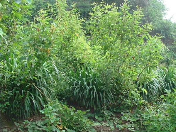 千斤拔图片赏析及其种植技术介绍