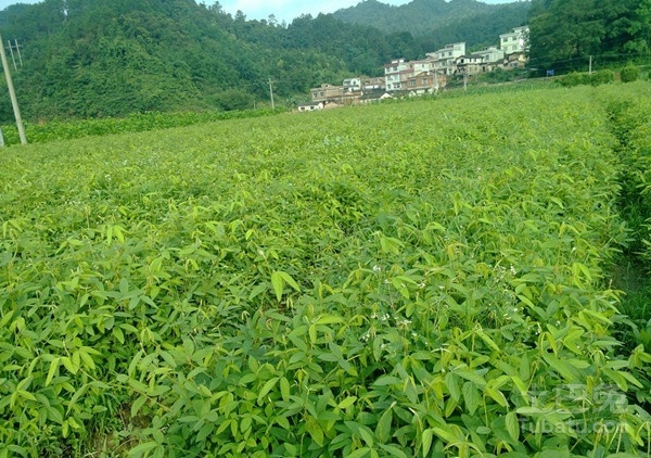千斤拔图片赏析及其种植技术介绍