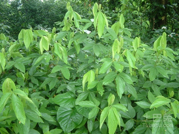 千斤拔图片赏析及其种植技术介绍